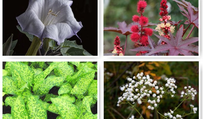 10 самых смертоносных растений мира (13 фото)