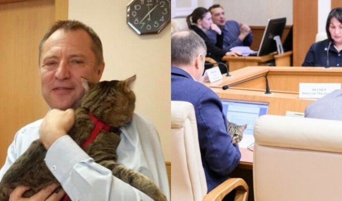 Депутат пришел на заседание Заксобрания с котом (7 фото + 1 видео)