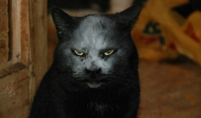 Просто черный кот в муке (3 фото)