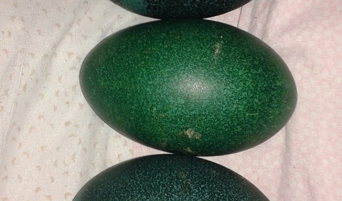 Инкубационные яйца страусов. Как выростить своих страусов из яиц (15 фото)