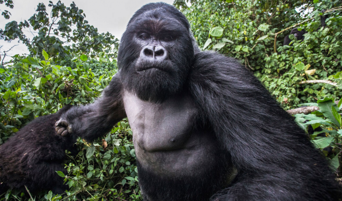 Горная горилла: они живут высоко в горах, и их осталось всего 1000 (12 фото)