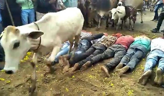 Жители Индии позволяют сотням коров растоптать их в странном ритуале (3 фото + 1 видео)