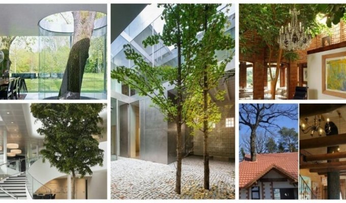 30 странных домов с деревьями: красота или маразм? (33 фото)