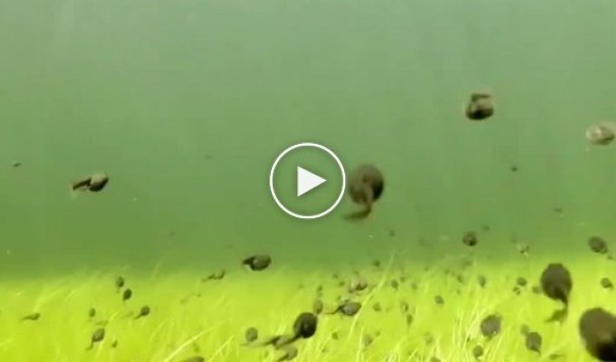 Путешествуя с тысячами головастиками под водой