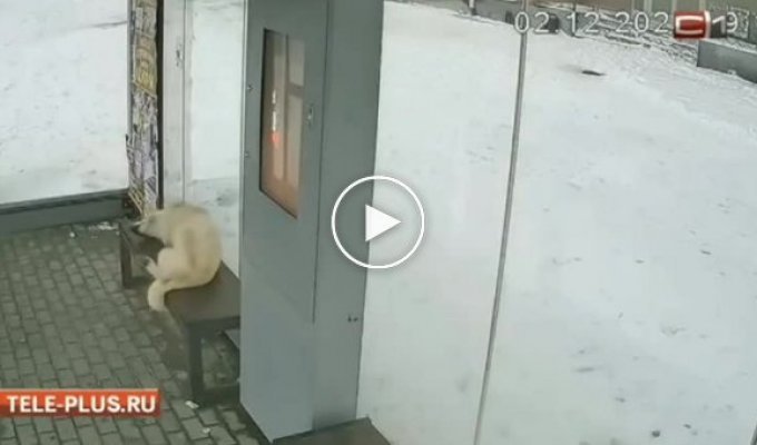 В Сургуте собака облюбовала павильон новой обогреваемой остановки