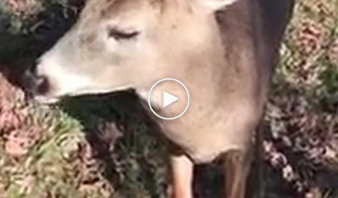 Охотник повстречал дружелюбного дикого оленя и снял это на видео