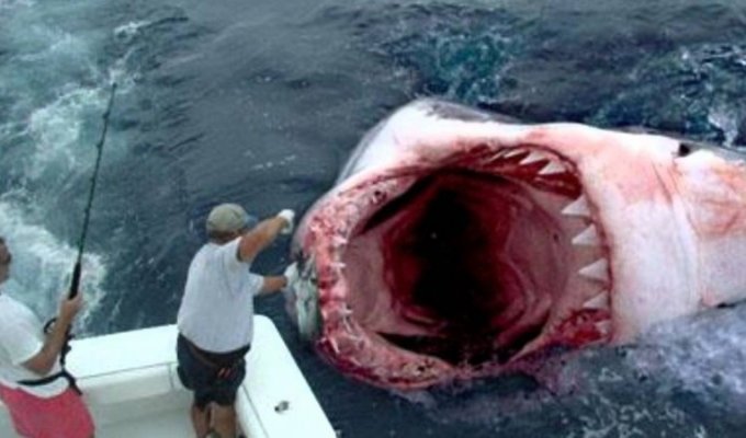 Жажда крови: 15 страшных нападений акул, снятых на камеру (1 фото + 15 видео)