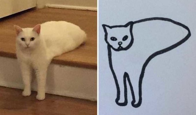 Художник с чувством юмора превращает глупые фото котов в рисунки еще глупее (24 фото)