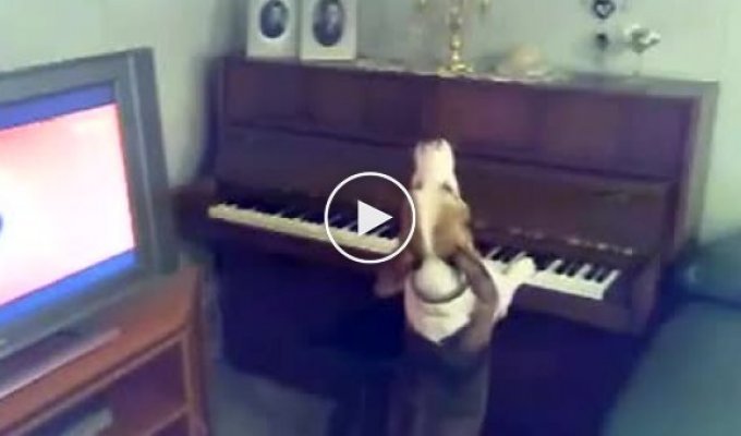 Талантливый песик играет на пианино