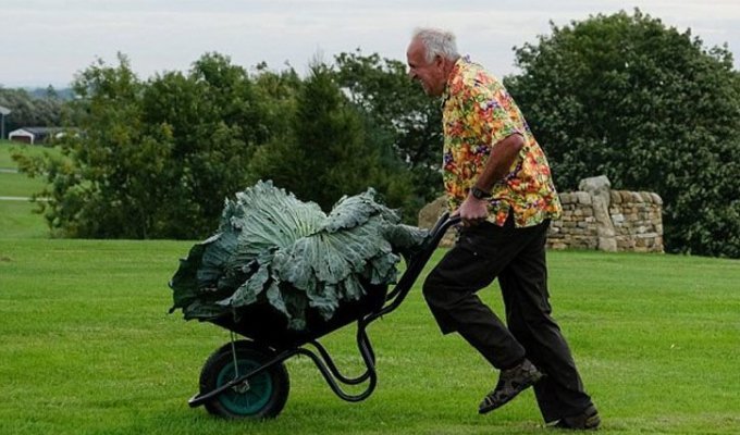 Британец смог вырастить овощи-гиганты (3 фото)