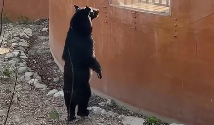 Медведь из тайваньского зоопарка встал на задние лапы и удивил посетителей (6 фото + 2 видео)