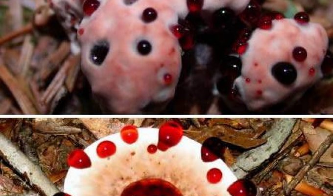 Топ-10 самых необычных грибов (10 фото)
