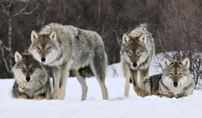 Два года в волчьей стае: как грузинский ученый выживал среди диких зверей (9 фото)