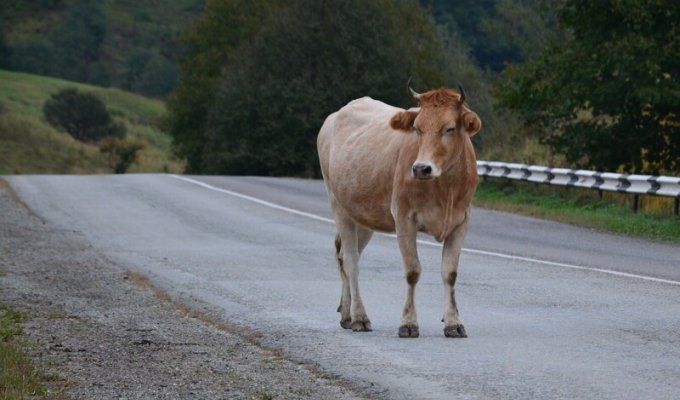 В Башкирии коров-обочечников определят на штрафстоянку (2 фото + 1 видео)