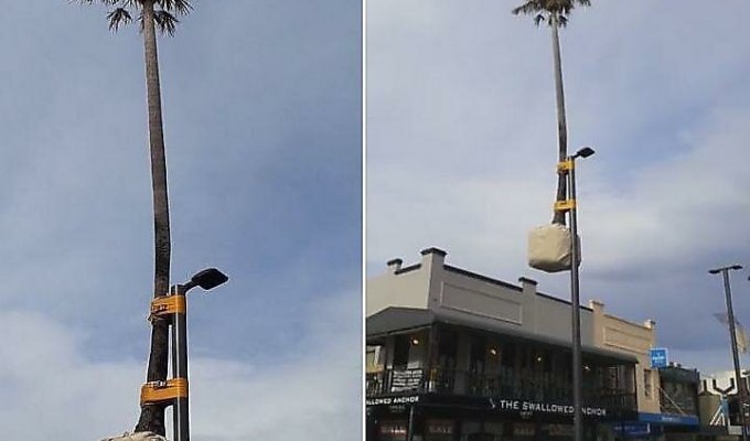 Австралийские креативщики примотали пальму к фонарному столбу (2 фото + 1 видео)
