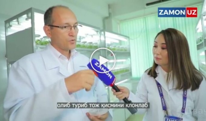 Ученые из Узбекистана создали вакцину от коронавируса в виде помидора