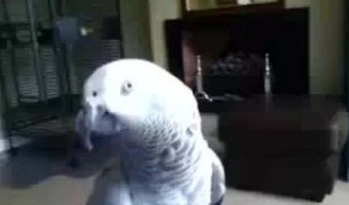 Попугай не любит когда это трогают