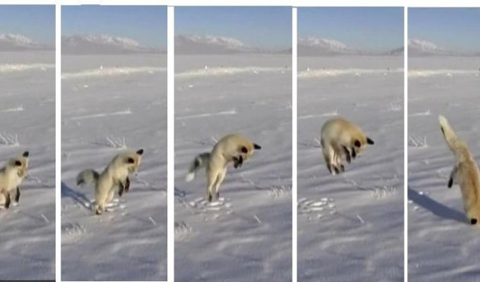 В Китае лиса прыгала перед операторами-любителями (4 фото + 1 видео)