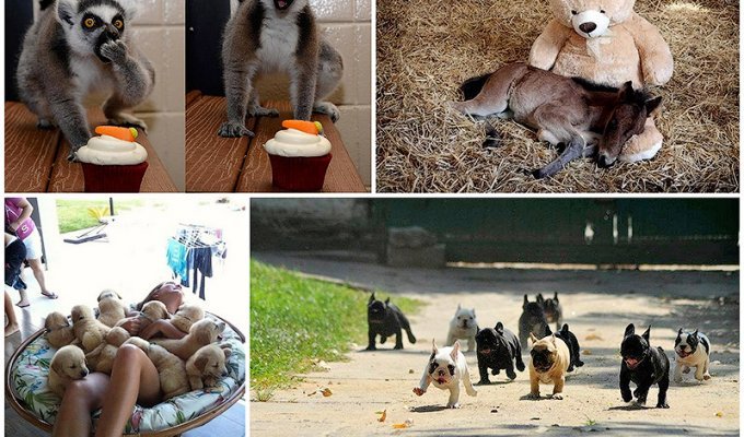 50 фотографии животных, которые вы просто обязаны увидеть (50 фото)