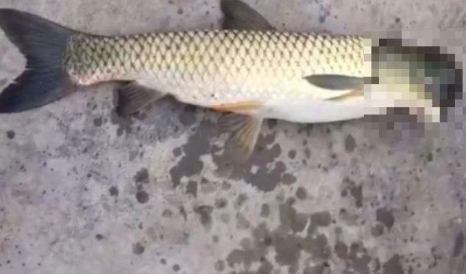 В Китае поймали рыбу с головой голубя (4 фото + видео)