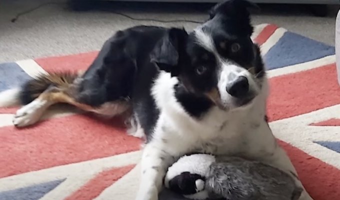 Гениальная собака выучила название 231 игрушки (2 фото + 1 видео)