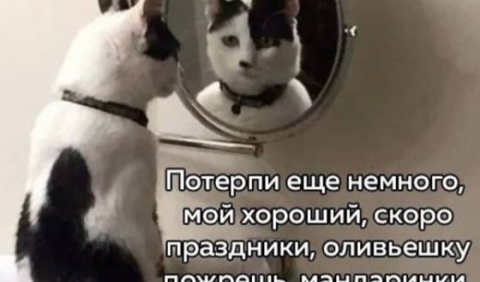 Лучшие шутки и мемы из Сети. Выпуск 147