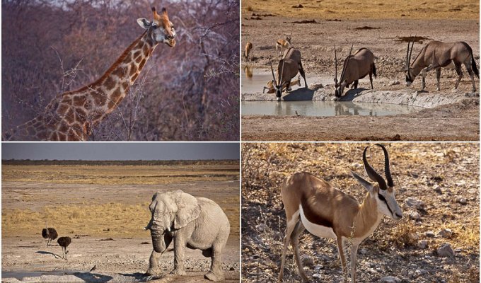 Национальный парк Этоша в Намибии (38 фото)