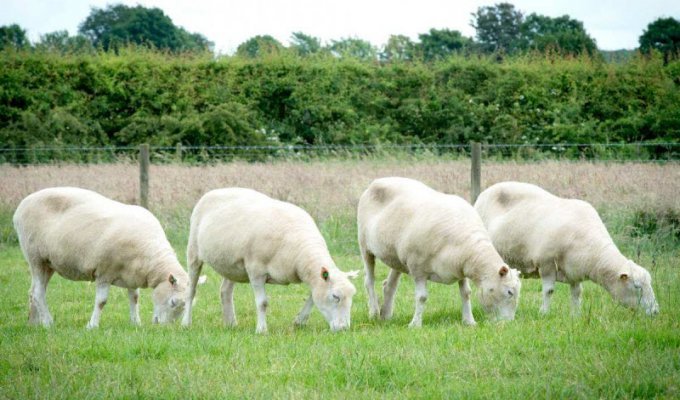 4 клона овечки Долли и их судьба (4 фото)