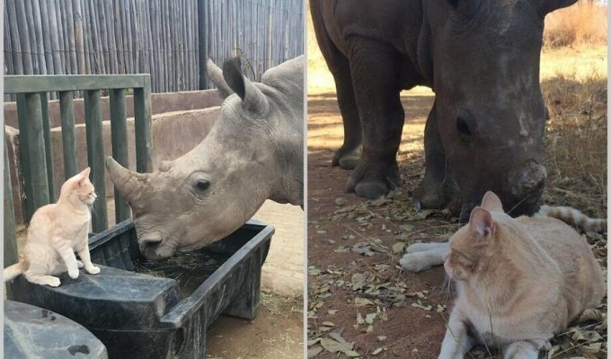 Кошка подружилась с осиротевшим носорогом и взяла его под опеку (3 фото + 1 видео)