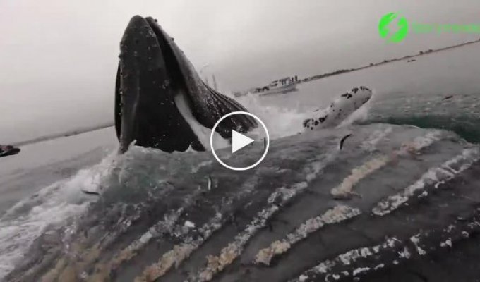 Огромный кит едва не опрокинул каякера, вынырнув рядом с ним