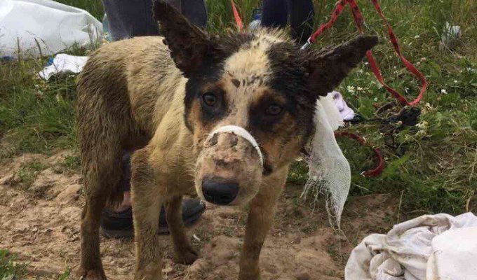 В скотомогильнике в Логойском районе нашли живых щенков (4 фото + 1 видео)