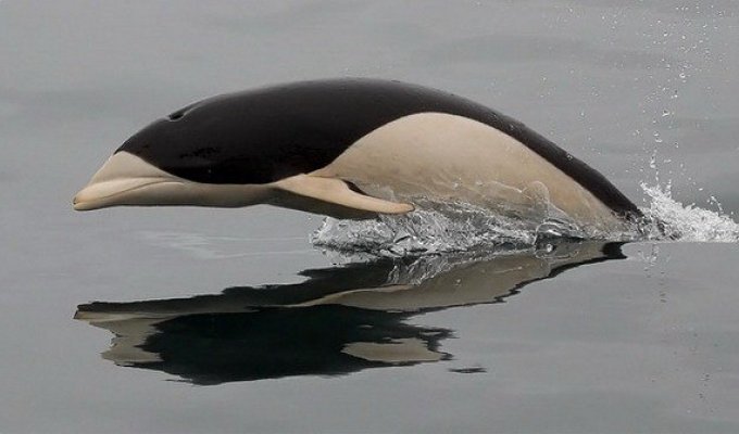 Не все дельфины одинаково известны (5 фото)