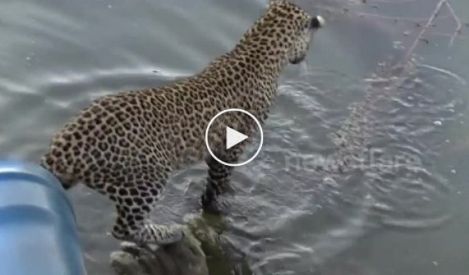 Леопард решил добыть себе рыбки на обед