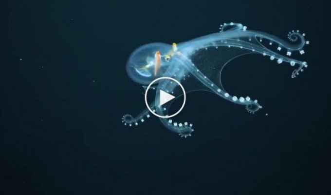 Робот впервые заснял прозрачного глубоководного осьминога