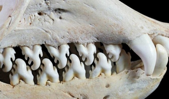Зачем тюленю-крабоеду такие зубы? (6 фото)