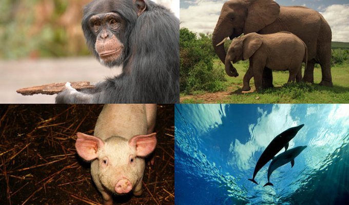 Десятка самых умных представителей мира животных (10 фото)