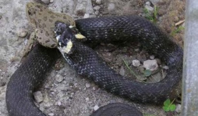 Змея против лягушки (8 фото)