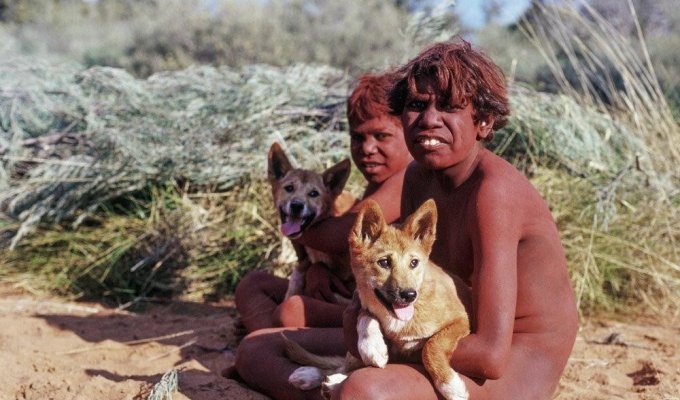 Динго: Унижение природы Австралии (8 фото)