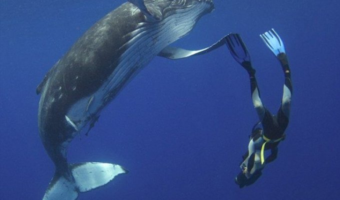 Поздоровался с китом (4 фотографии)