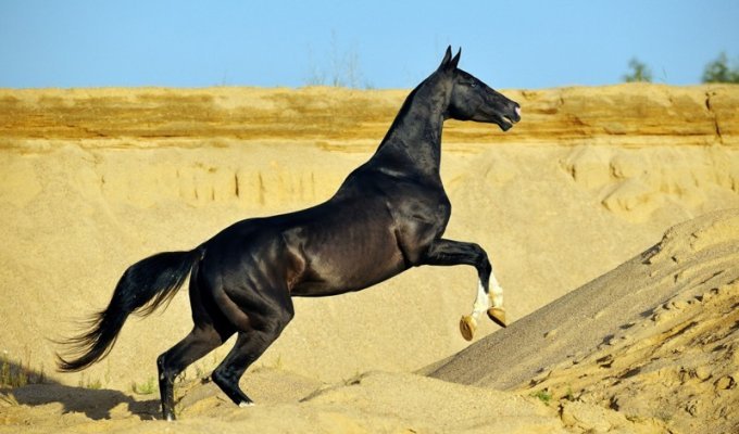 Самые красивые лошади ахалтекинская порода (32 фото + 1 видео)