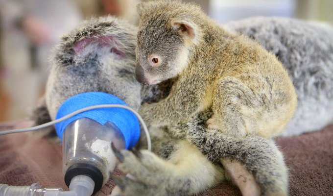 Малыш коала не отошел от матери во время операции (8 фото)