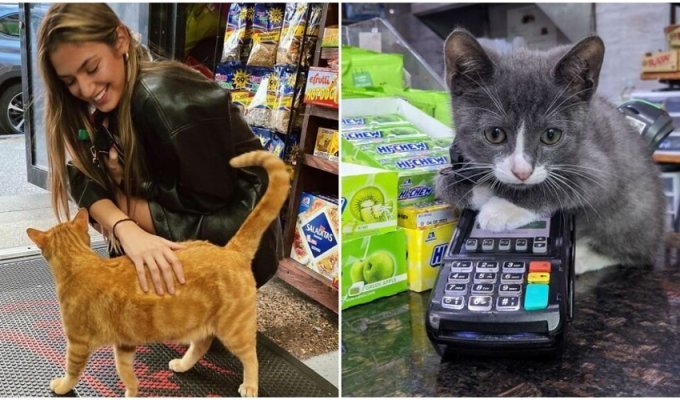 "Магазинные" коты захватывают Нью-Йорк (19 фото)