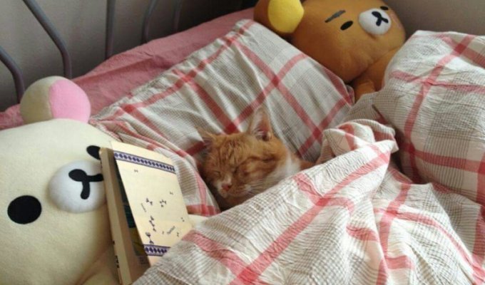 Уютные котики спят в кроватях как люди. Лучший флешмоб из Японии (13 фото)
