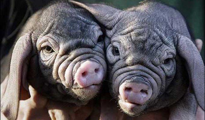  Китайские свиньи (8 Фото)