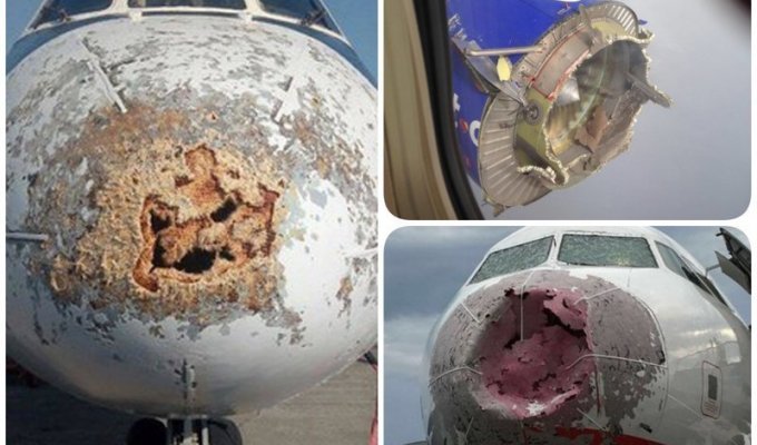 Фотографии, которые ни один пассажир самолета не хотел бы увидеть после своего приземления (16 фото)