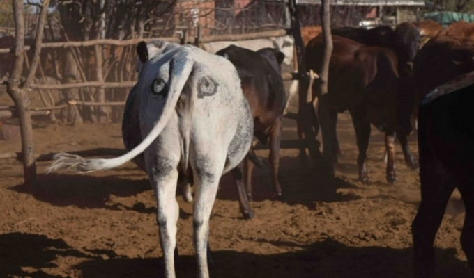 Зачем коровам рисуют глаза на попе? (5 фото)