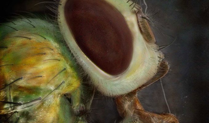 Невероятные снимки насекомых сделанные под микроскопом (15 фото)