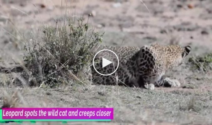 Нападение леопарда на дикую кошку попало на видео