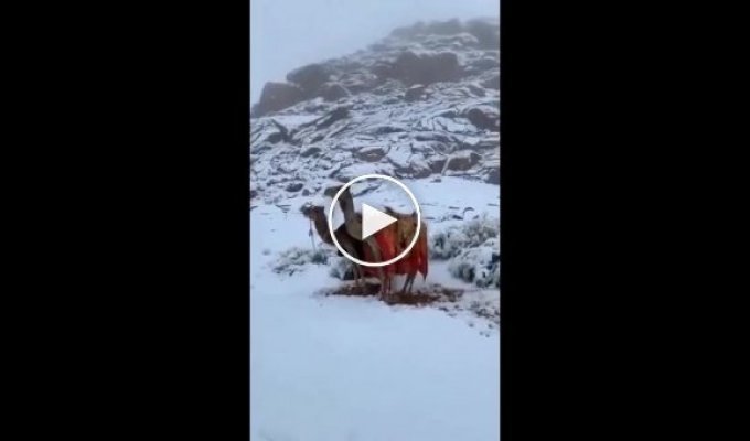 Снег выпал в Саудовской Аравии, верблюды в шоке и не понимают почему вся земля белая
