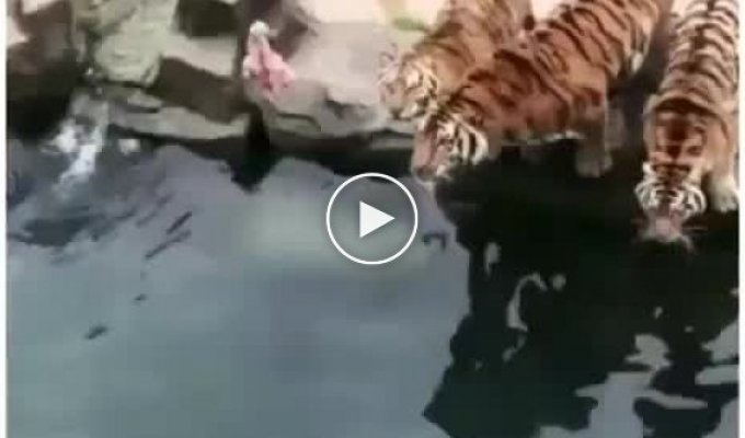 Как помыть огромную кошку